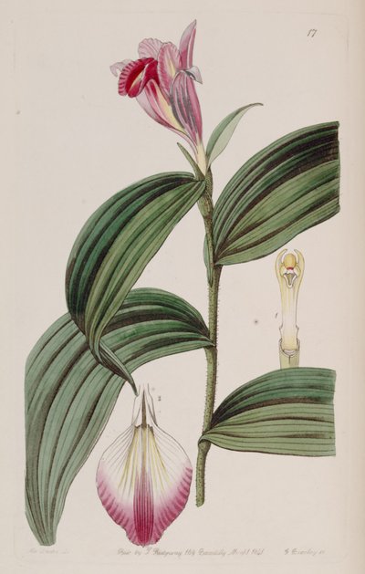 Sobralia decora von Miss Drake